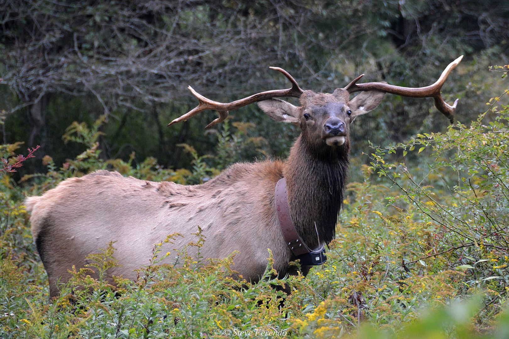 "Natural World" Through My Camera Pennsylvania Elk Range, Day 5